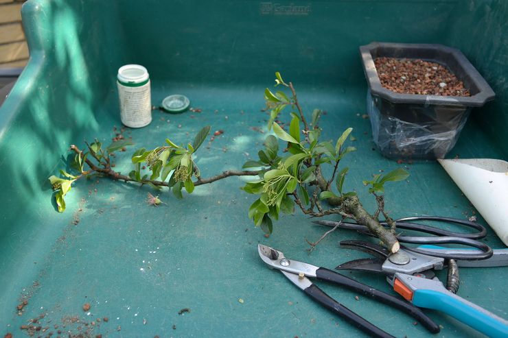 Il n'y a pas de règles strictes sur la façon de tailler un pyracantha