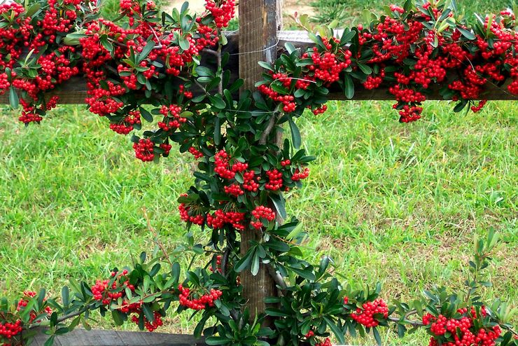 Atterrissage de pyracantha en pleine terre