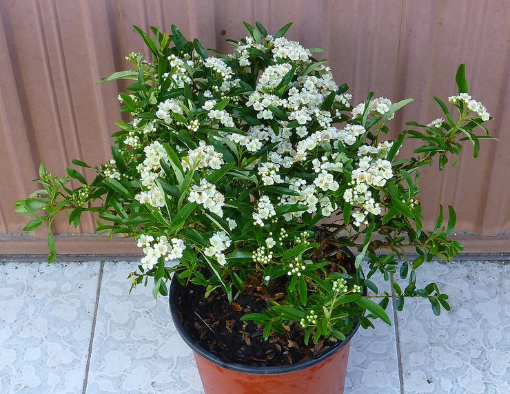 Élevage de pyracantha