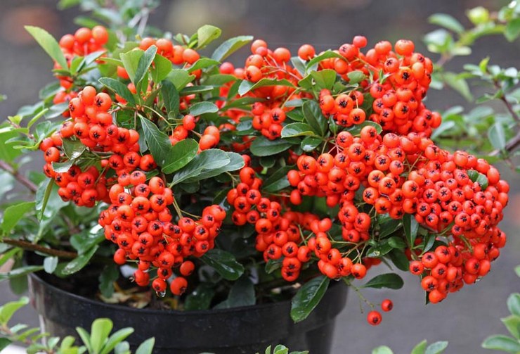 Cultiver des graines de pyracantha à partir de graines