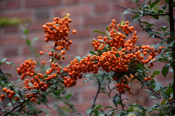 Prendre soin d'un pyracantha dans le jardin