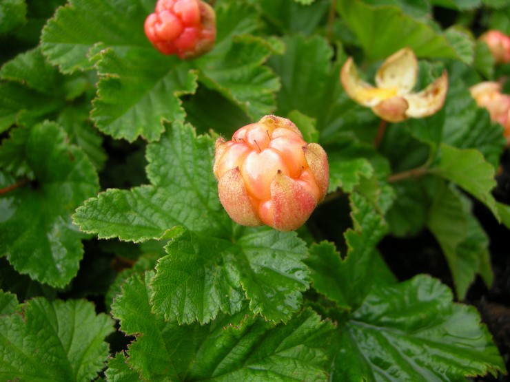 Cloudberry: plantation et entretien en plein champ, propriétés médicinales et contre-indications