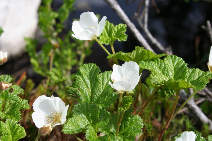 Planter des mûres en pleine terre