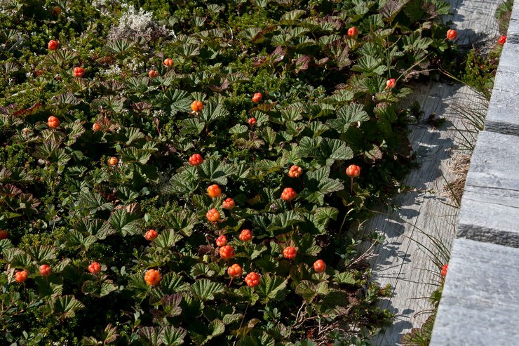 Prendre soin des mûres dans le jardin