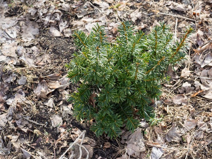 Planter de l'if en pleine terre