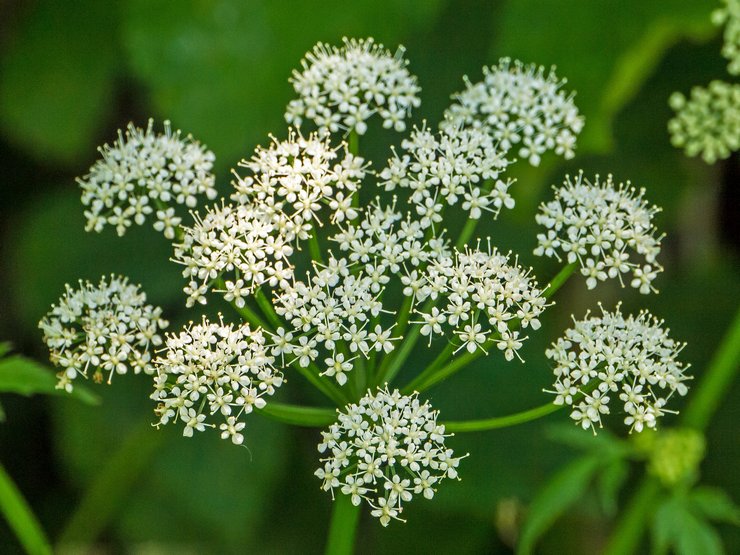 L'herbe s'enfuit