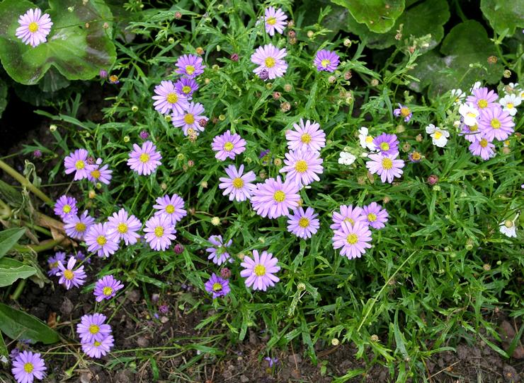 Planter un brachicome en pleine terre