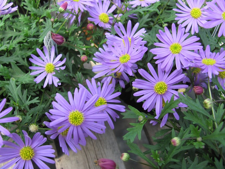 Prendre soin d'un brachycome dans le jardin