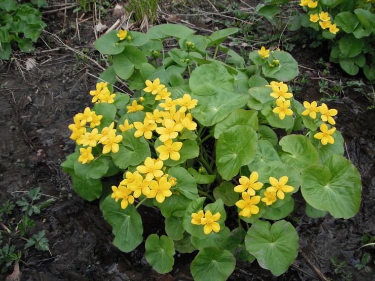 Planter des soucis en pleine terre