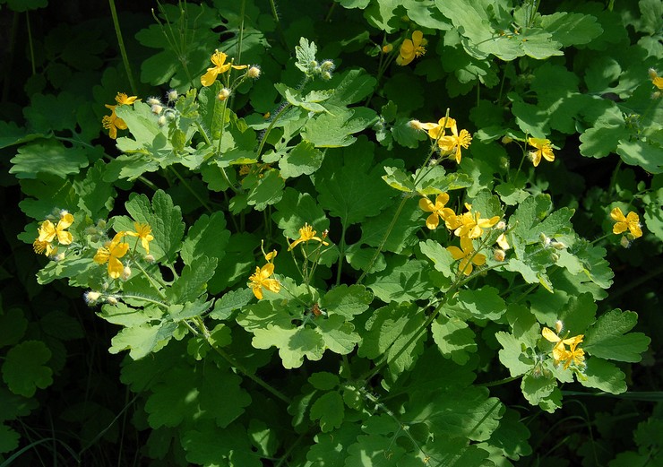 Prendre soin de la chélidoine dans le jardin