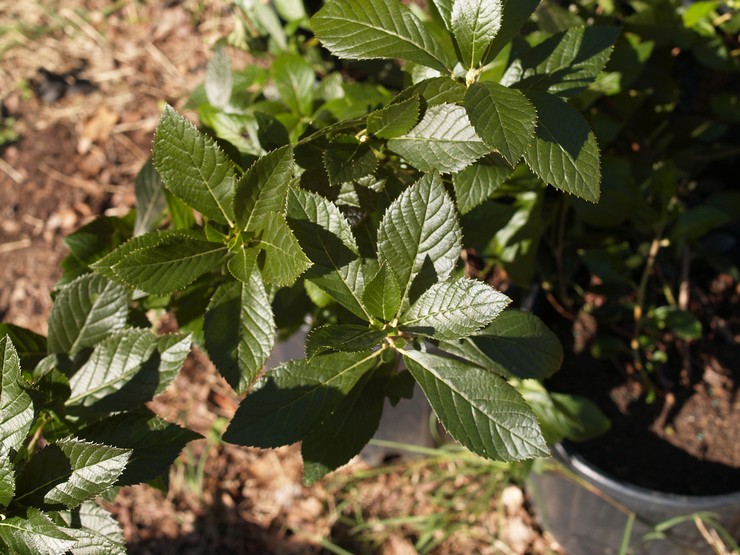 Planter une cage en pleine terre