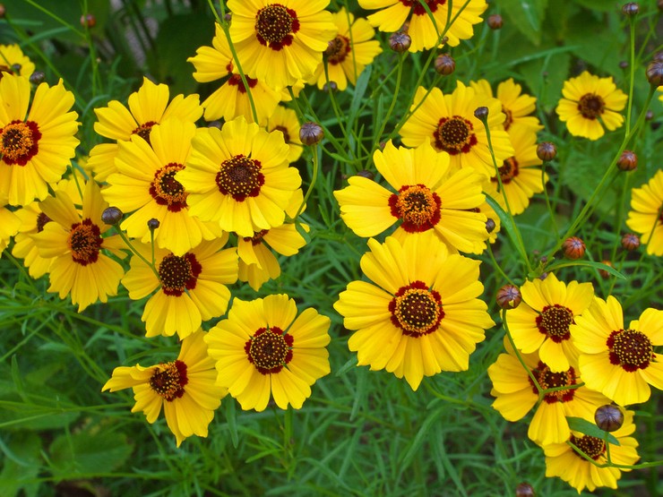 Coreopsis: plantation et entretien en plein champ, à partir de graines, de photos et d'espèces