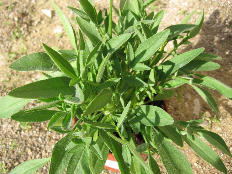 Plantation de coréopsis en pleine terre