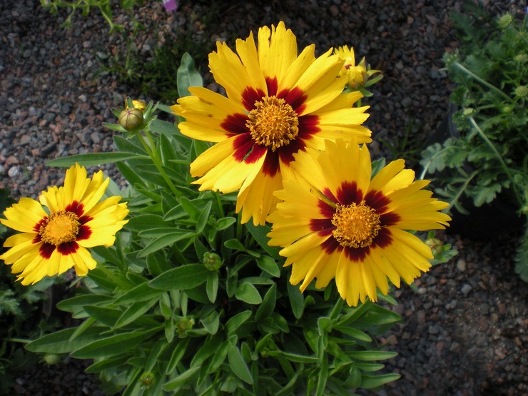 Soins Coreopsis dans le jardin