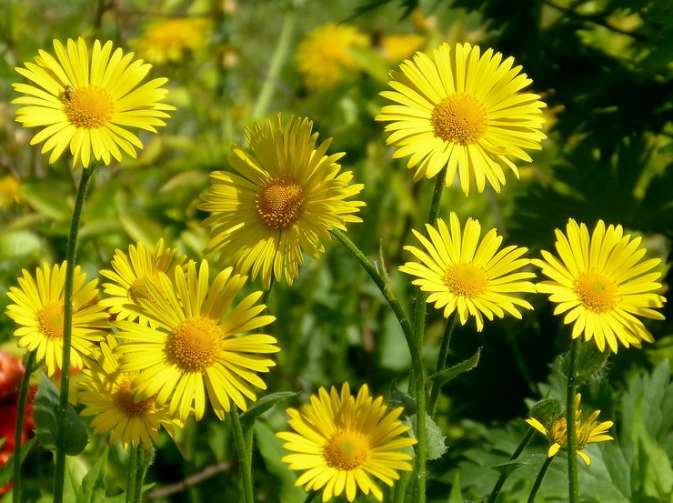 Doronicum: culture à partir de graines, plantation et entretien en plein champ