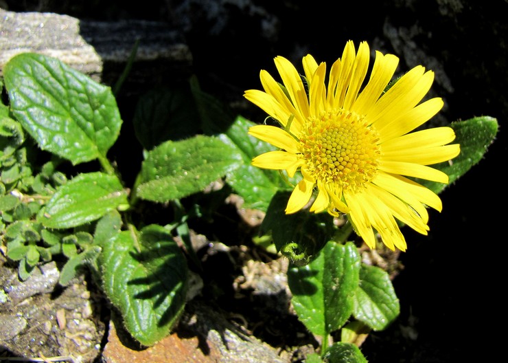 Plantation de doronicum en pleine terre