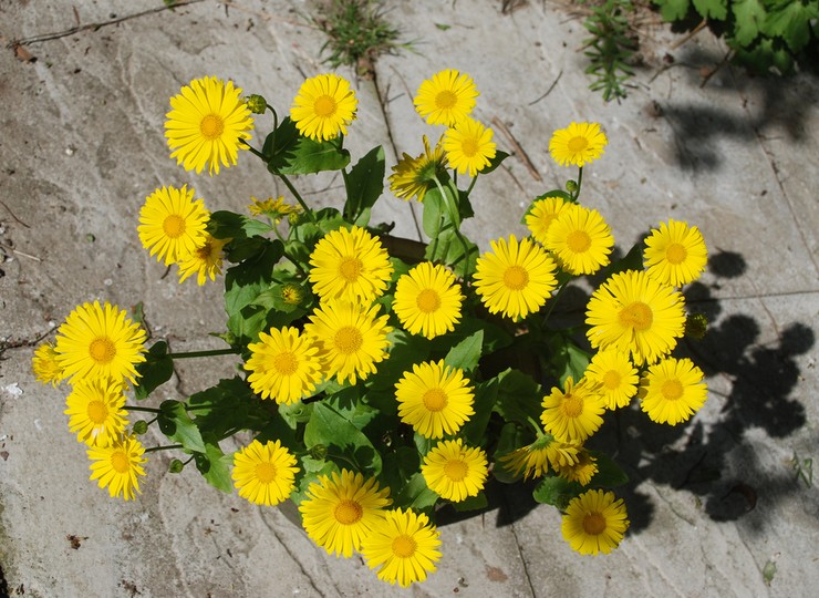 Reproduction de doronicum