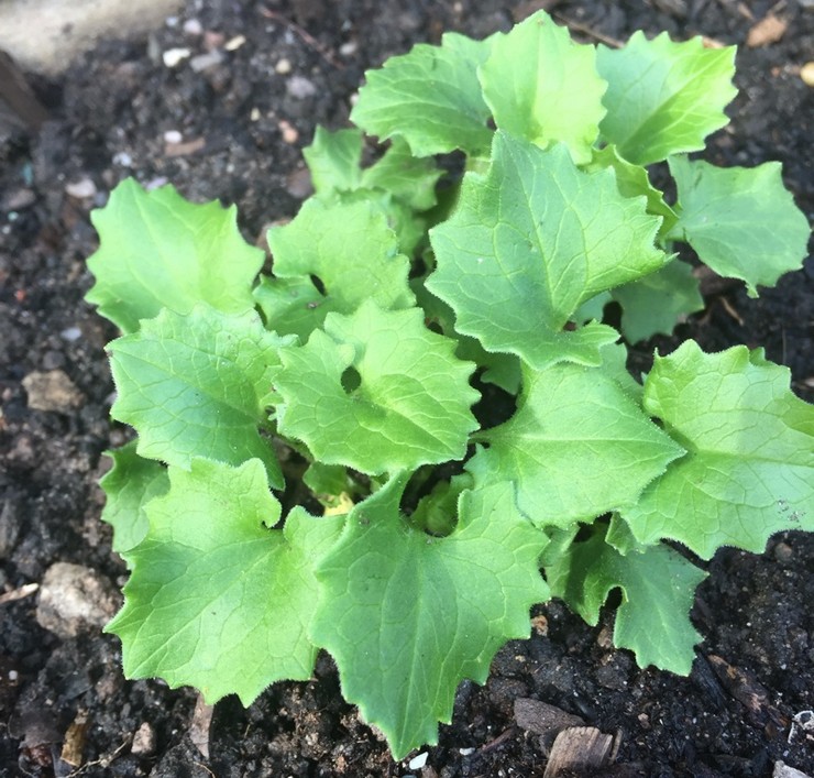 Cultiver du doronicum à partir de graines