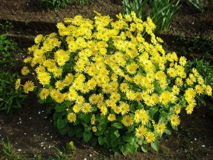 Prendre soin de doronicum dans le jardin