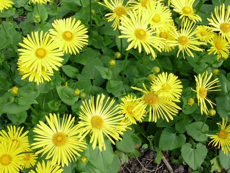 Types et variétés de doronicum