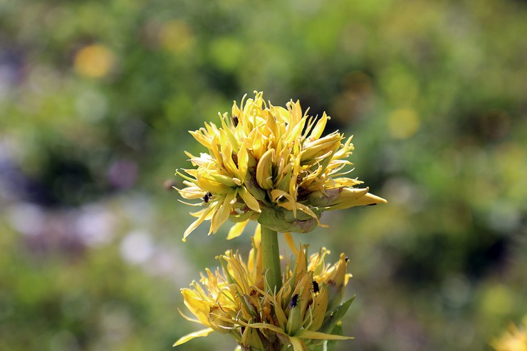 Jaune de gentiane