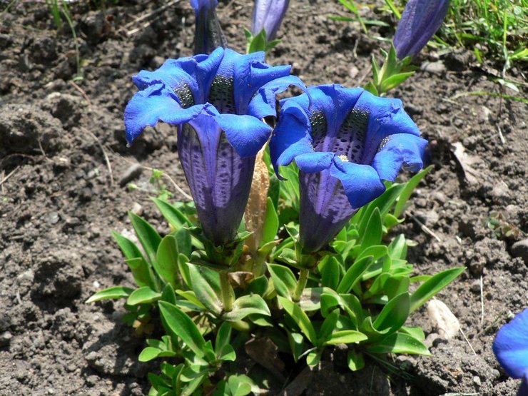 Planter de la gentiane en pleine terre