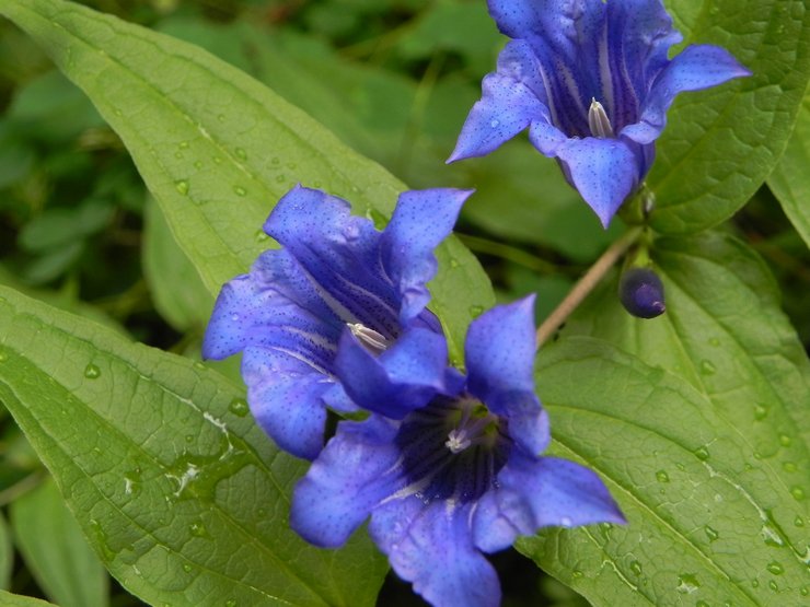 Entretien du jardin de la gentiane