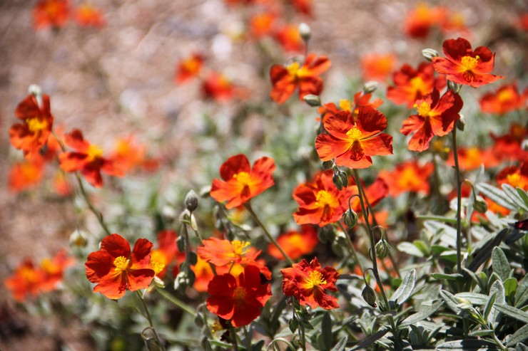 Tournesol hybride