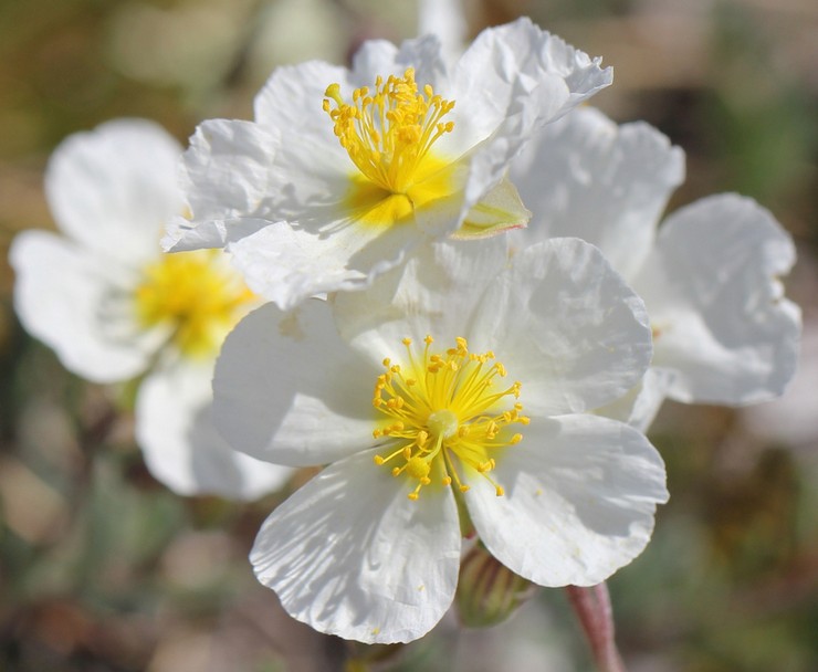 Tournesol Apennin