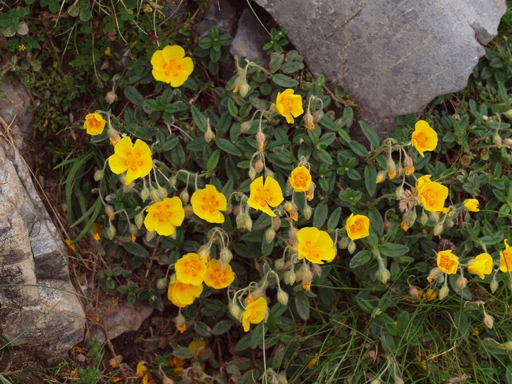 Tournesol arctique