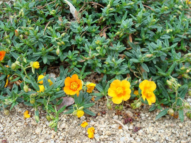 Planter du tournesol en pleine terre