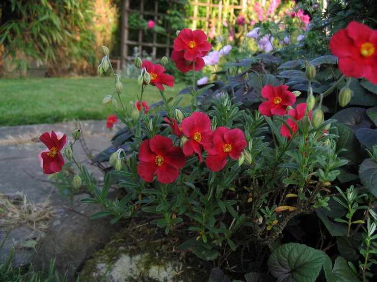 Soin du tournesol dans le jardin