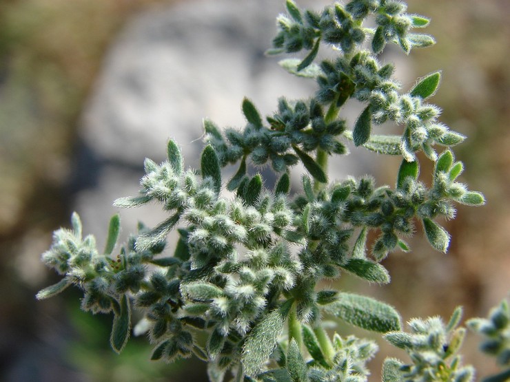 Gryzhnik aux cheveux gris