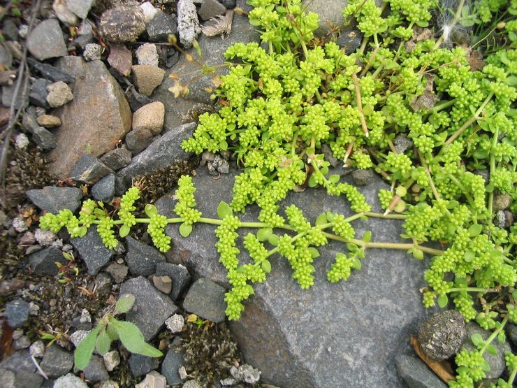 Prendre soin de la hernie dans le jardin