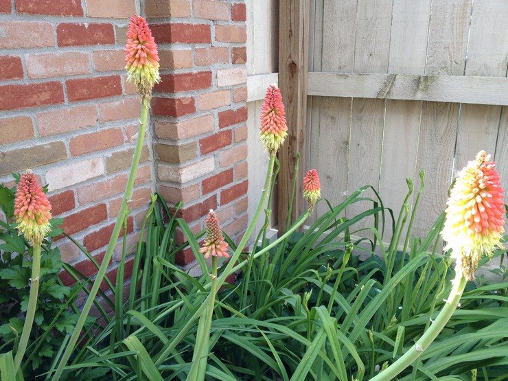 Prendre soin de la knifophie dans le jardin