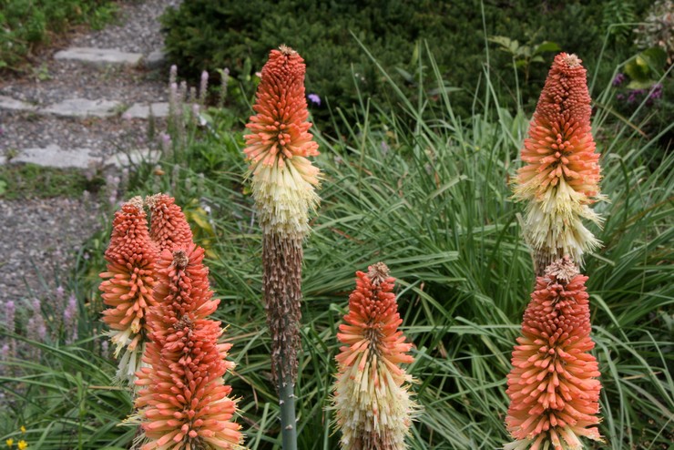 pendant plusieurs années, le knifofia sera une merveilleuse décoration pour tout jardin