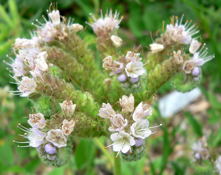 Phacélie argentée (Phacelia argentea)