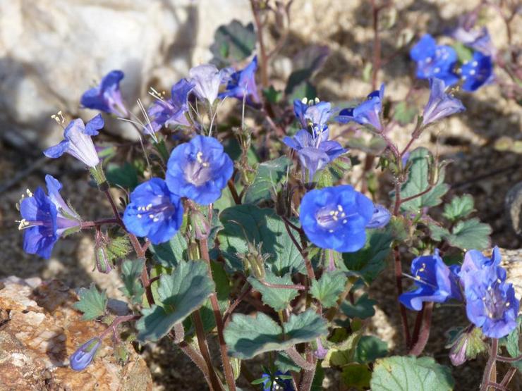 Phacélie campanulée (Phacelia campanularia)