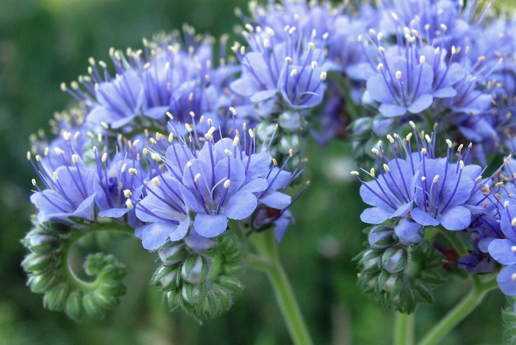 Phacélie tordue (Phacelia congesta)