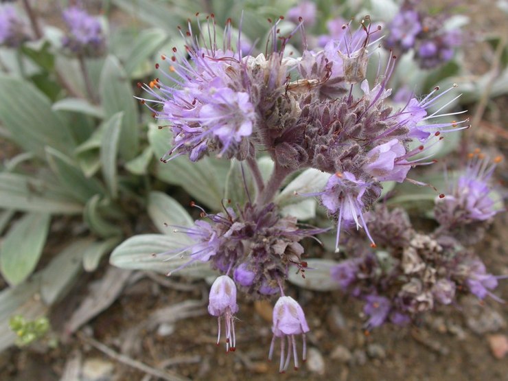 Lance de phacélie (Phacelia hastata)