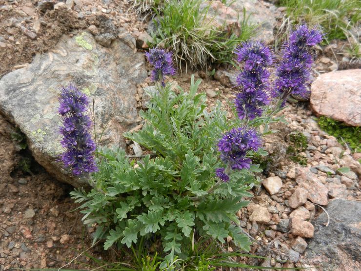 Phacélie soyeuse (Phacelia sericea)