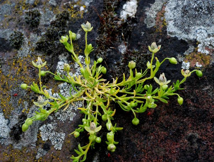 Planter des bryozoaires en pleine terre