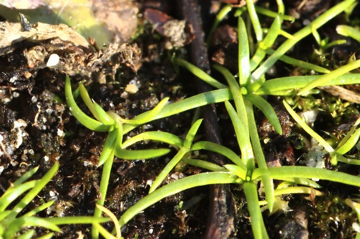 Cultiver des bryozoaires à partir de graines