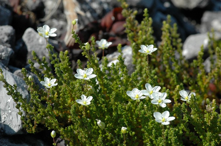 Prendre soin des bryozoaires dans le jardin