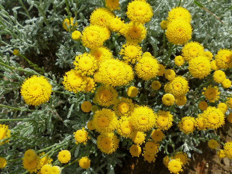 Planter Santolina en extérieur