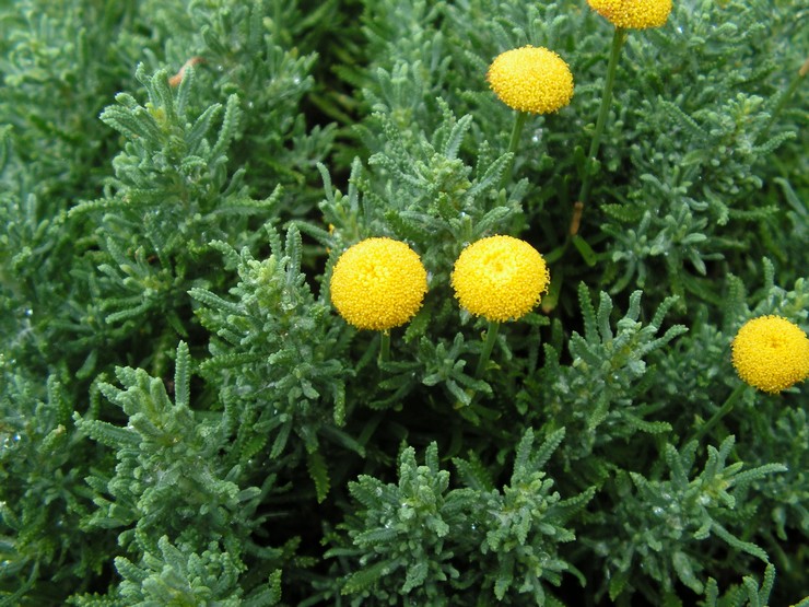 Prendre soin de Santolina dans le jardin