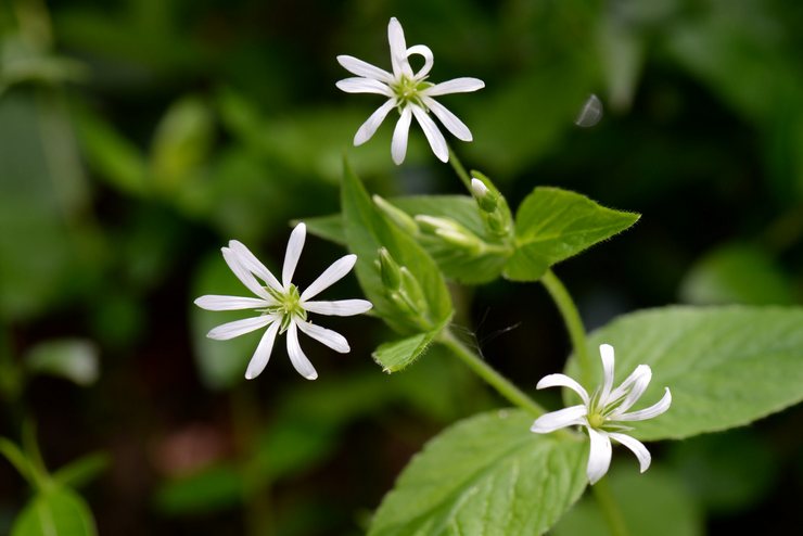 Chêne starwort