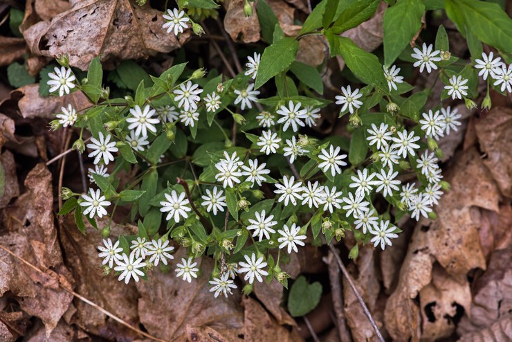 Prendre soin des vers stellaires dans le jardin