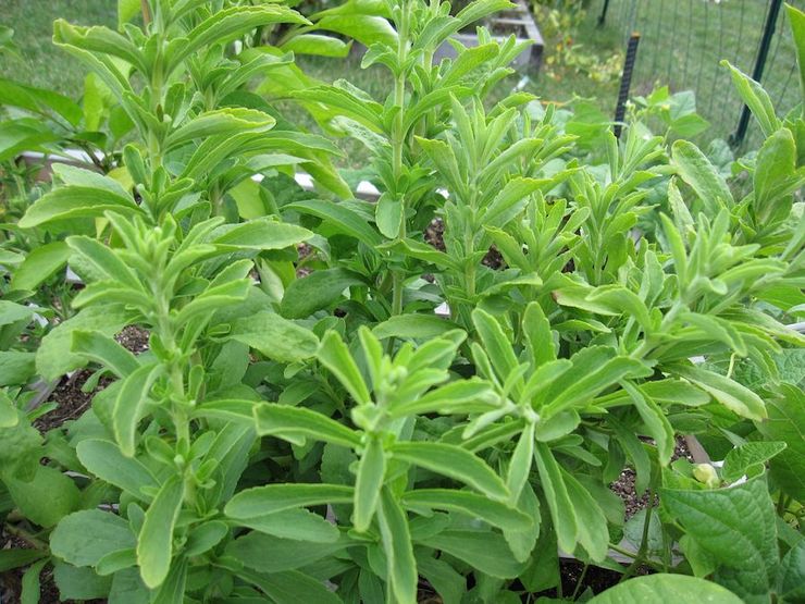 Entretien du jardin Stevia