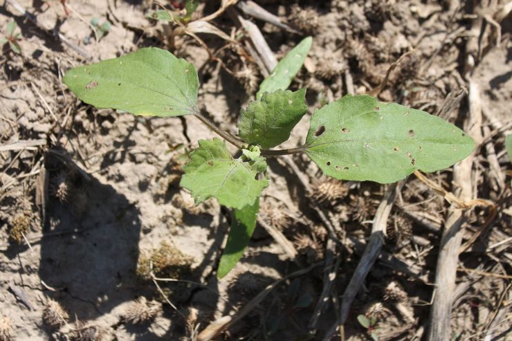 Plantation de cocklebur en pleine terre